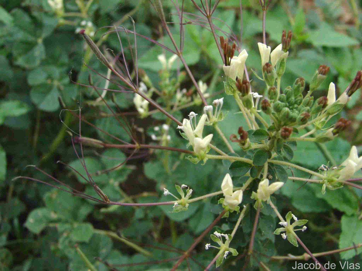 Cleome gynandra L.